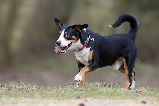 THE ENTLEBUCHER MOUNTAIN DOG