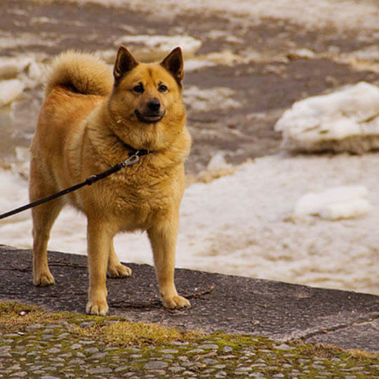 FINNISH SPITZ