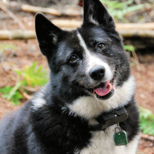 KARELIAN BEAR DOG