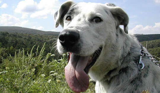 KUVASZ