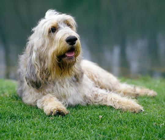 OTTERHOUND