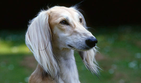 SALUKI