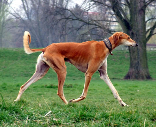 SALUKI