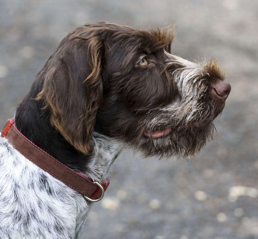 DOGS WITH BEARDS, BEARDED DOGS PHOTO COLLECTION, GALLERY