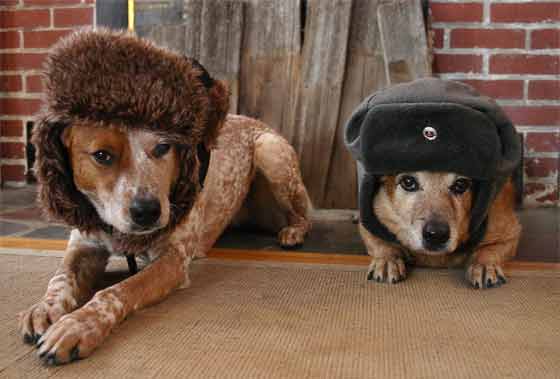 DOGS IN HATS - PHOTO, VIDEOS, CALENDAR, MEME, IMAGES, WALLPAPER