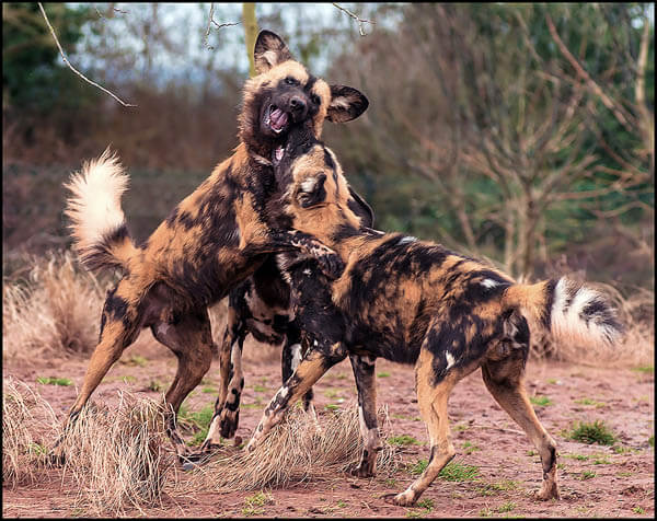 AFRICAN HUNTING DOGS