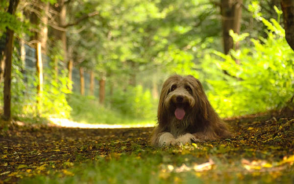HOW TO TRIM DOG's BEARD, CUT DOG BEARD