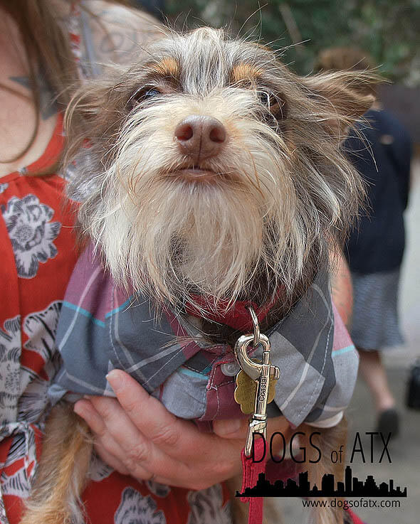 DOGS WITH BEARDS, BEARDED DOGS PHOTO COLLECTION, GALLERY