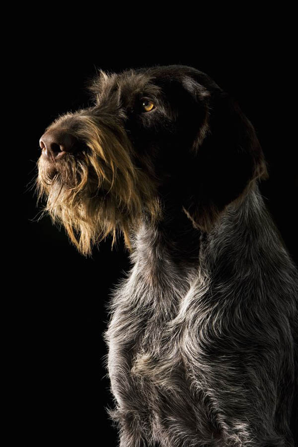 DOGS WITH BEARDS, BEARDED DOGS PHOTO COLLECTION, GALLERY
