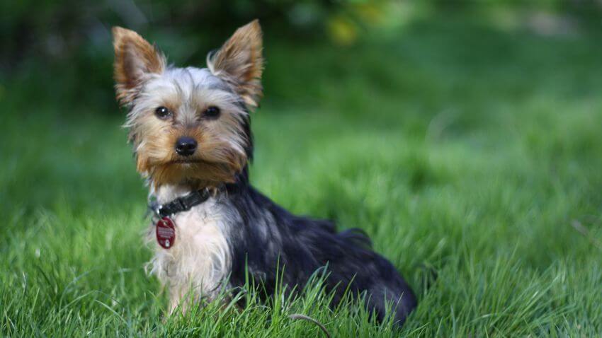 DOG BEARDS, BEARDED DOGS BREEDS