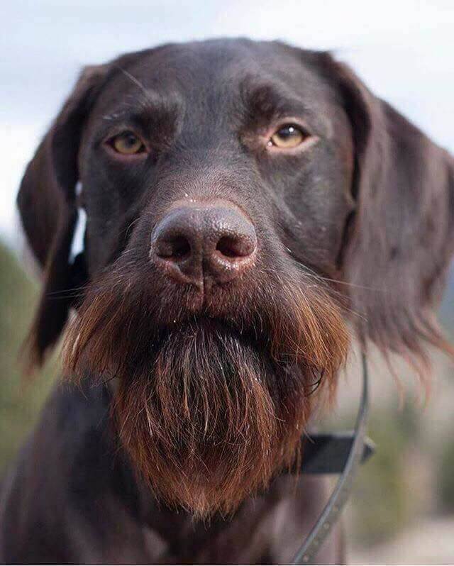 DOG BEARD STAINS - REASONS & CARE