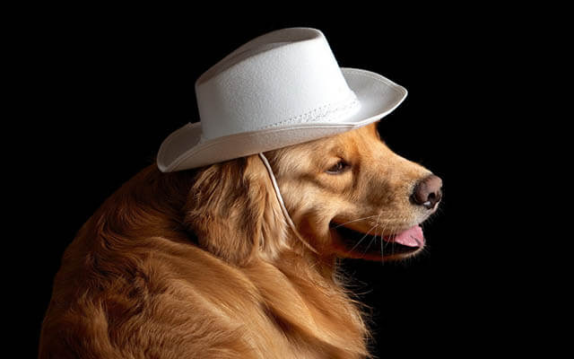 DOGS IN HATS - PHOTO, VIDEOS, CALENDAR, MEME, IMAGES, WALLPAPER