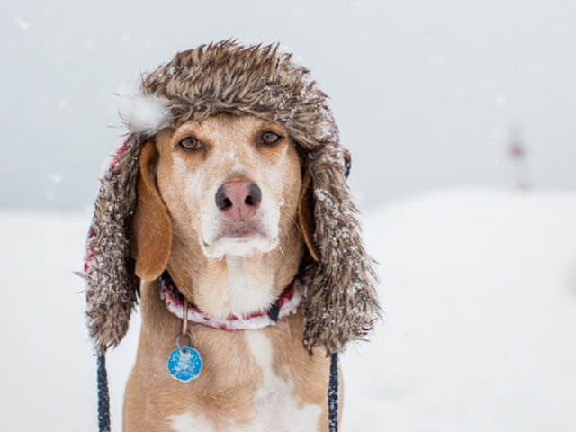 DOGS IN HATS - PHOTO, VIDEOS, CALENDAR, MEME, IMAGES, WALLPAPER