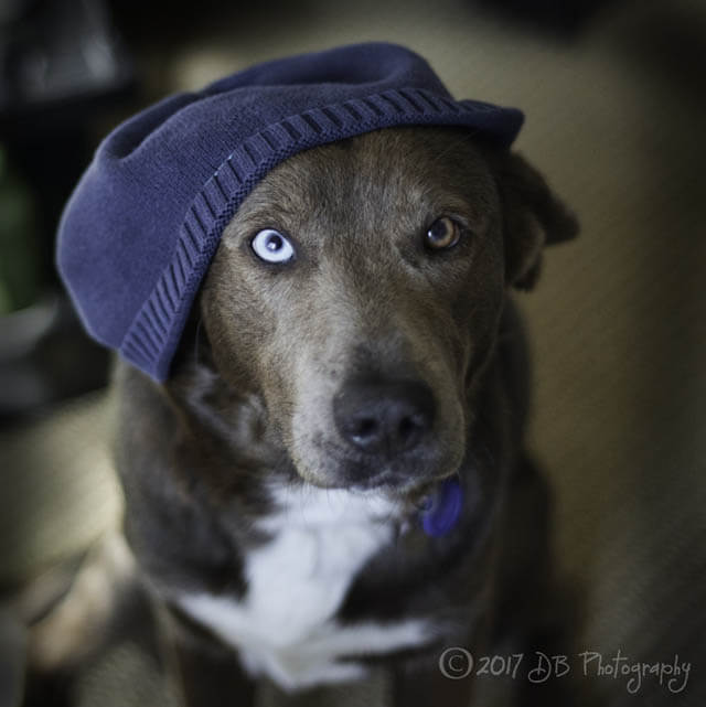 WHY DOGS ARE AFRAID OF HATS
