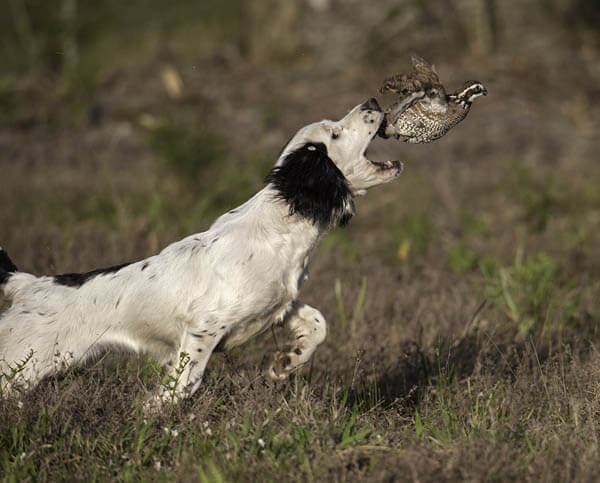 HISTORY OF HUNTING DOGS