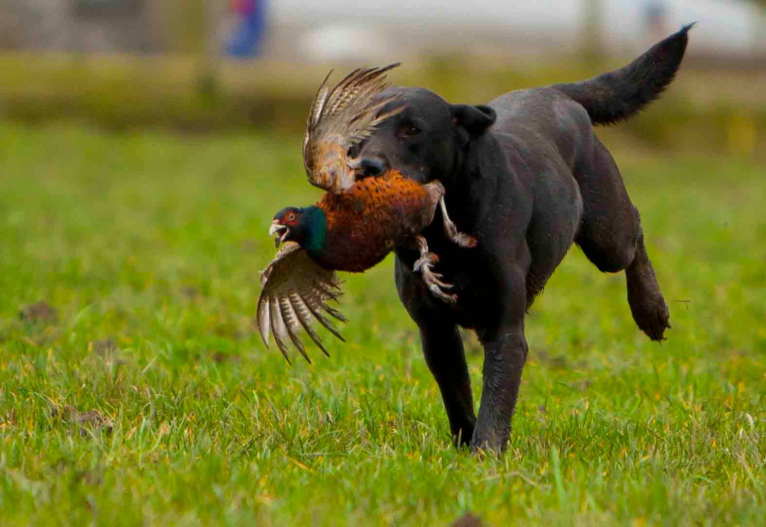HISTORY OF HUNTING DOGS