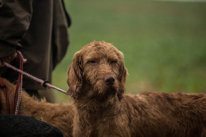 THE ORIGIN of HUNTING DOGS