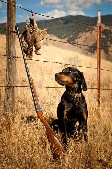 HUNTING GUNDOG