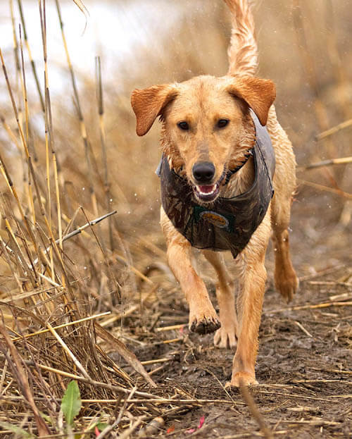 HUNTING GUNDOG TRAINING TIPS