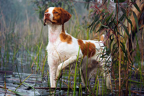 HISTORY OF HUNTING DOGS