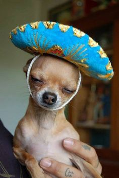 DOGS IN HATS - PHOTO, VIDEOS, CALENDAR, MEME, IMAGES, WALLPAPER