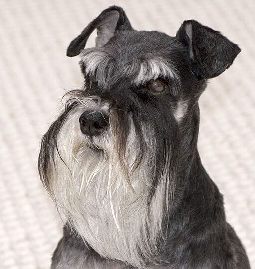 DOGS WITH BEARDS, BEARDED DOGS PHOTO COLLECTION, GALLERY