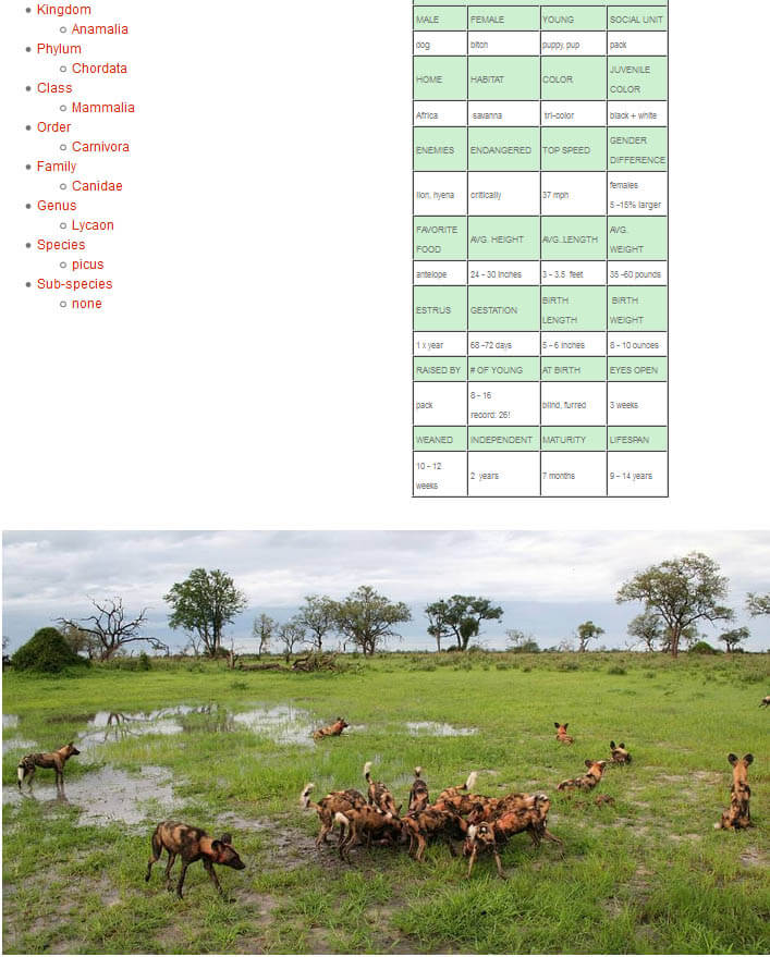 AFRICAN WILD DOG AND WOLF, DOG & WOLF, EVOLUTION, DOMESTICATION