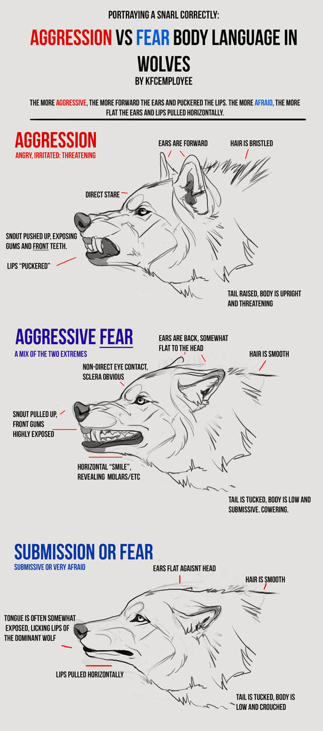 DOG AND WOLF TOLERANCE & AGGRESSION, TRAINING