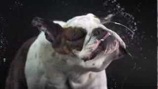 WATCH DOG & PUPPY VIDEO !!!