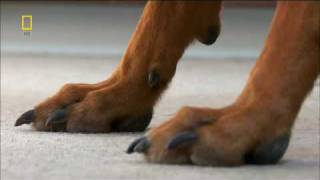 WATCH DOG & PUPPY VIDEO !!!