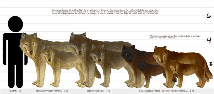 DOG AND WOLF, DOG & WOLF, DOG vs WOLF GENETICS, BREEDING, EVOLUTION, DOMESTICATION