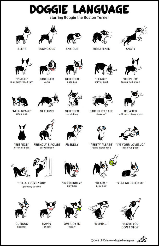 DOG AND PUPPY BODY LANGUAGE & EMOTIONS MISCONCEPTIONS
