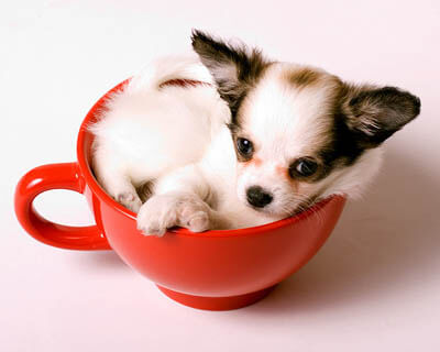DOG BREED MISCONCEPTIONS - TEACUP CHIHUAHUA