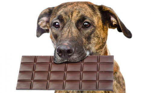 Chocolate bad for dogs myth on sale