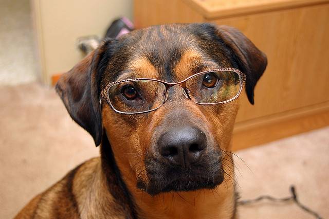 Dog eyeglasses best sale