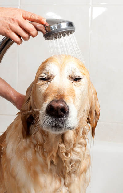 PERFECT DOG BATH & WASH MISCONCEPTIONS