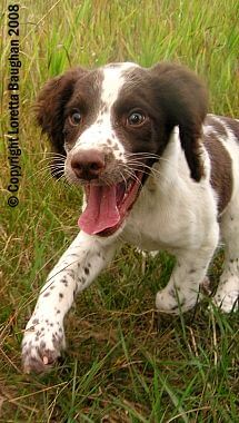 DOG BREED MISCONCEPTIONS - SPANIEL