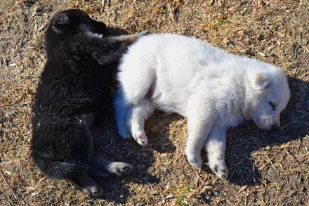 WHITE GERMAN SHEPHERDS