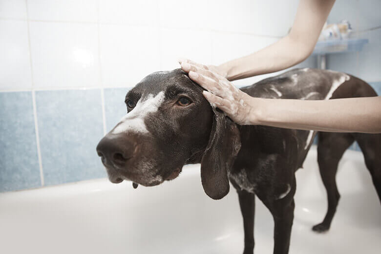 DOG COSMETICS, SHAMPOOS AND CONDITIONERS