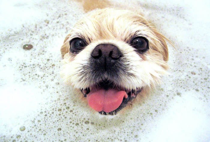 DOG SHAMPOOS - WHY TO USE?