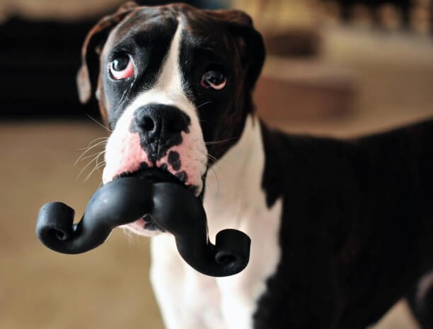 DOG WHISKERS, MOUSTACHE & MUSTACHE PHOTOS COLLECTION