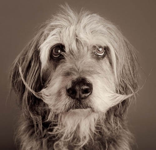 DOG WHISKERS, MOUSTACHE & MUSTACHE PHOTOS COLLECTION