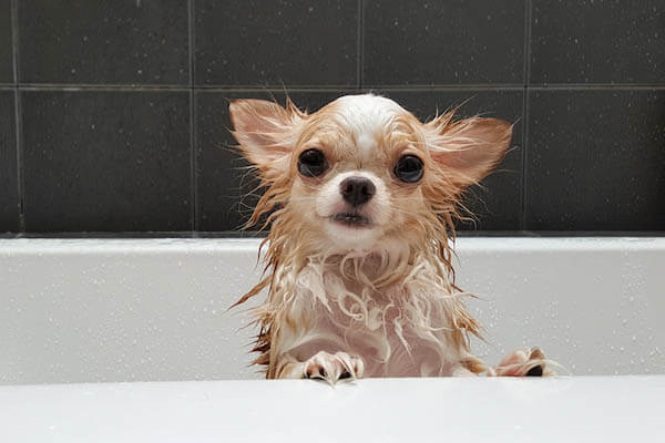 HOMEMADE HEALTHY NATURAL DOG SHAMPOO RECIPES