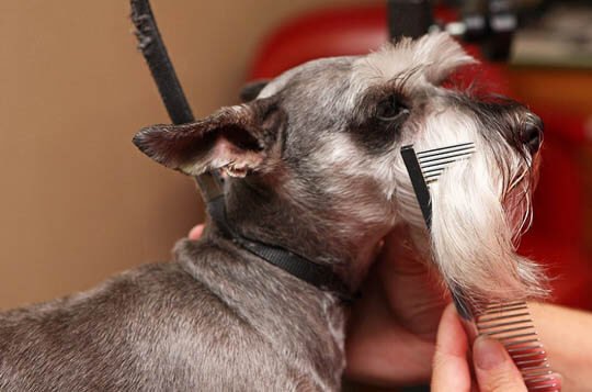 DOG WHISKERS, MOUSTACHE & MUSTACHE