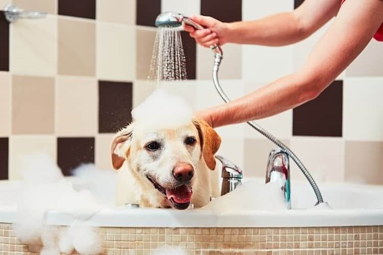 DOG COSMETICS, SHAMPOOS AND CONDITIONERS