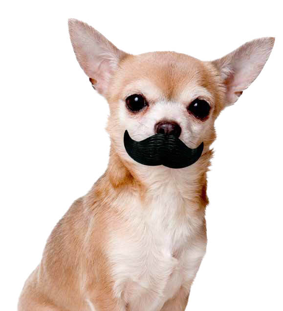 DOG WHISKERS, MOUSTACHE & MUSTACHE PHOTOS COLLECTION