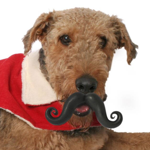 DOG WHISKERS, MOUSTACHE & MUSTACHE PHOTOS COLLECTION