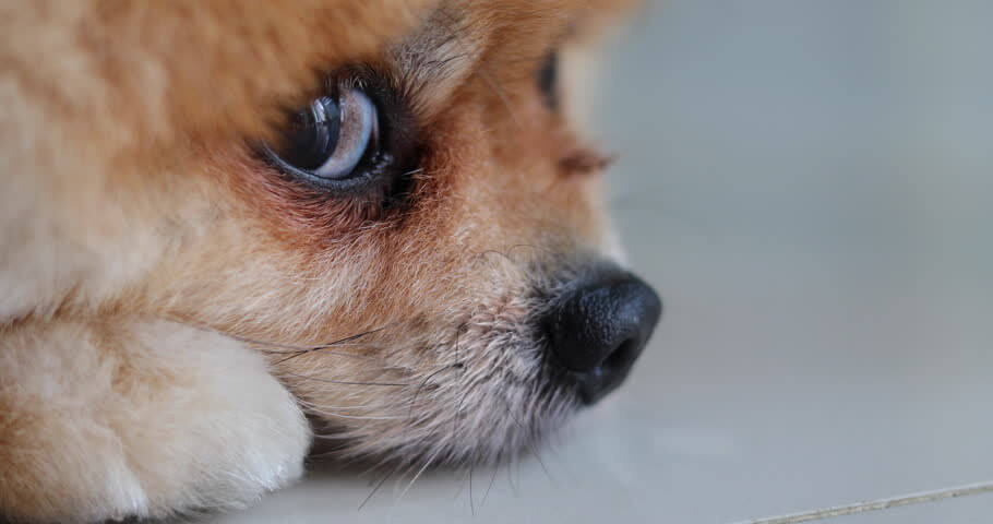 DOG VIBRISSAE, WHISKERS, MOUSTACHE & MUSTACHE