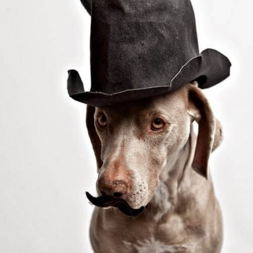 DOG WHISKERS, MOUSTACHE & MUSTACHE PHOTOS COLLECTION