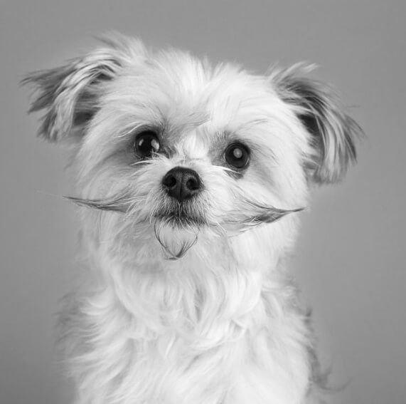 DOG BREEDS WITH WHISKERS, MOUSTACHE & MUSTACHE